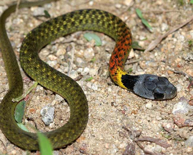 Đây là một loài rắn độc có cách hành xử khó dự đoán.